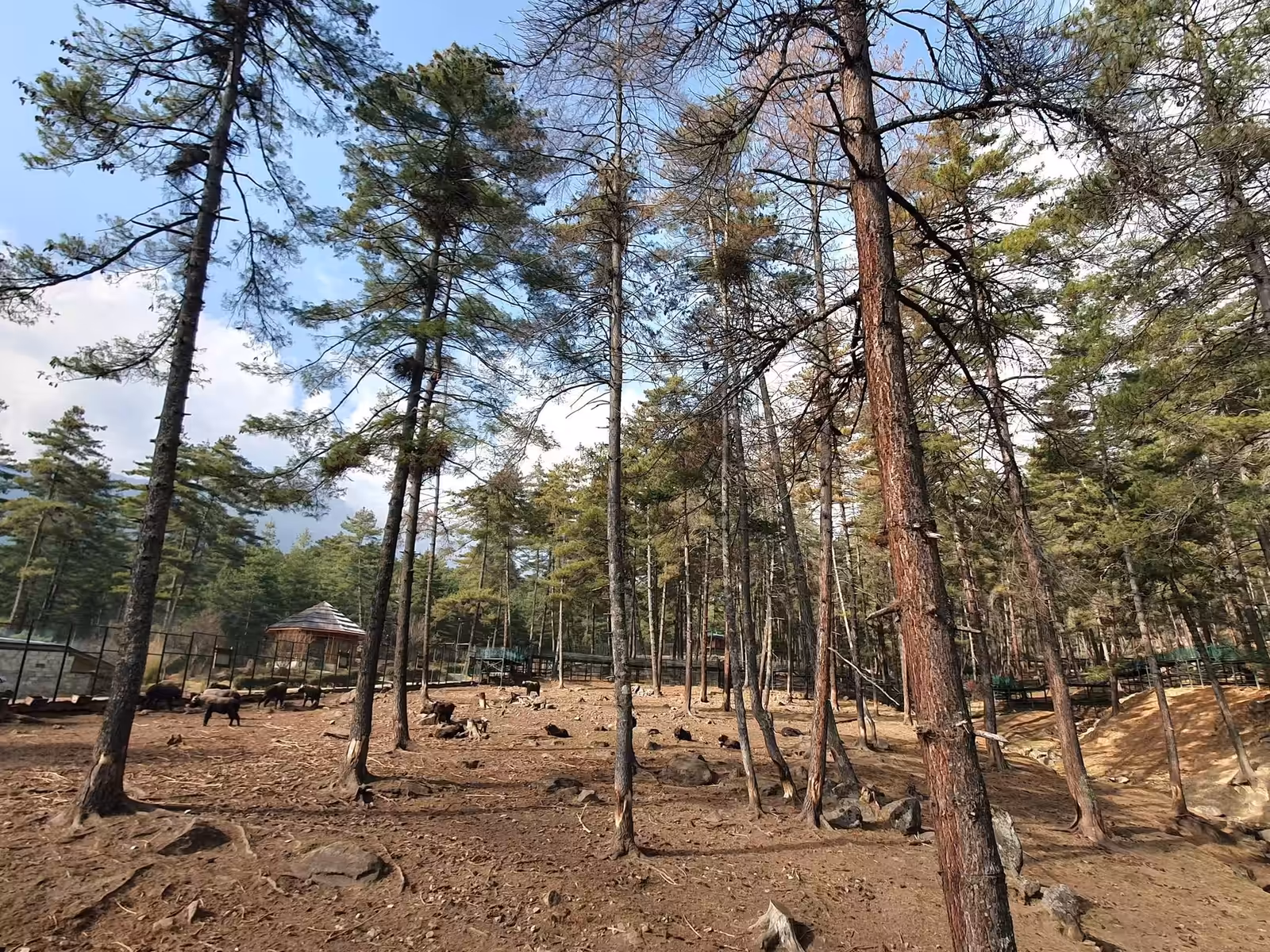 Pine forest enclosure at the Motithang Takin Preserve