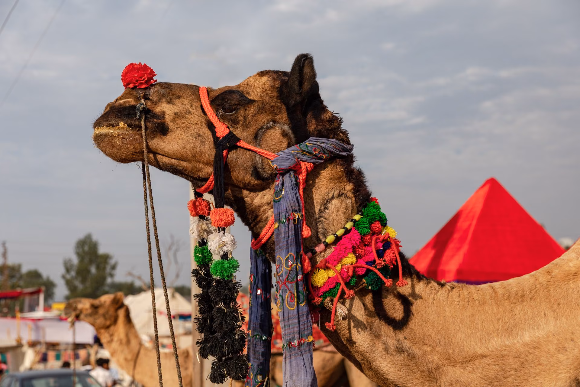 Pushkar Camel Fair
