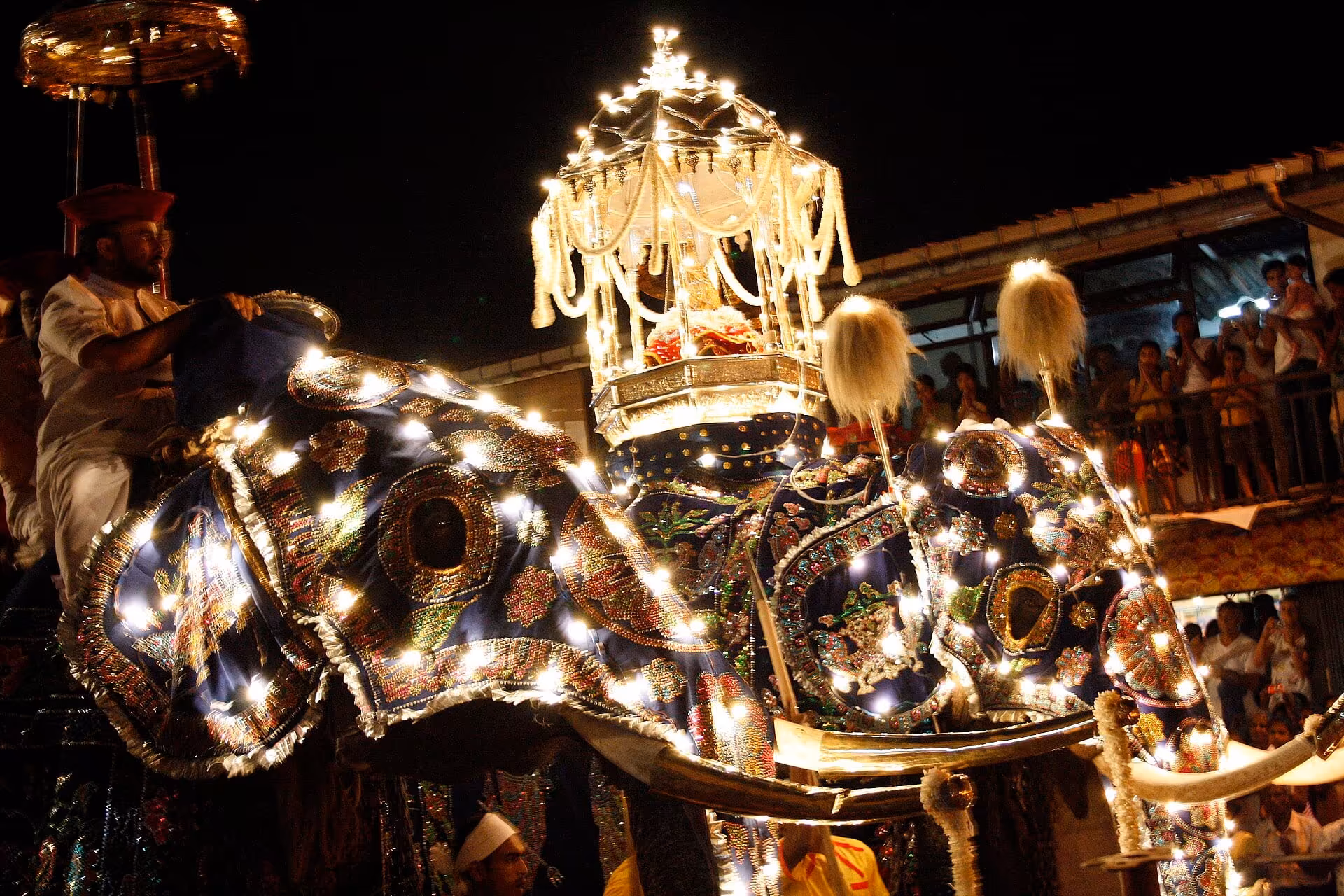 Elephants of kandy esala perahera (2)